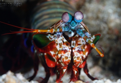Philippines 2023 - Anilao - DSC07127 Peacock mantis shrimp  Squille multicolore  Odontodactylus scyllarus